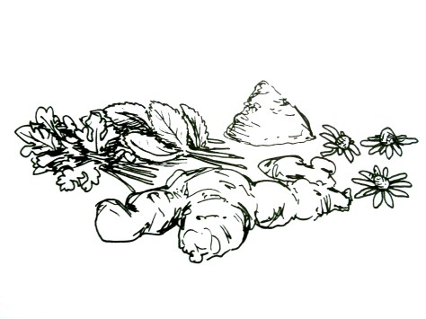 yrttejä eri muodoissa